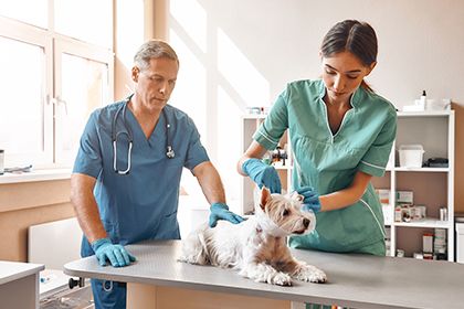 The Power of Text Message Marketing for Veterinarians-Thumb.jpg