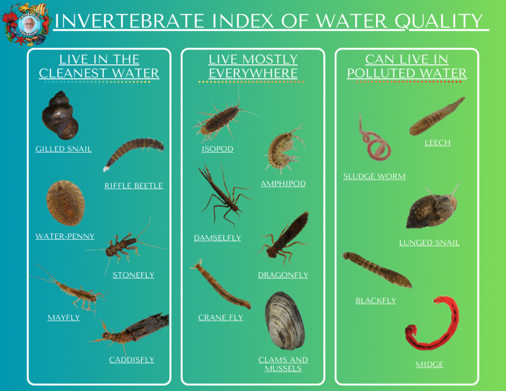 Inv Index.png