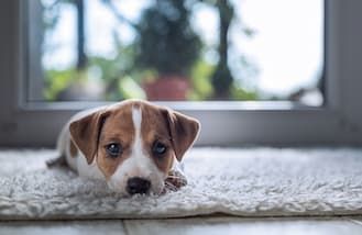 Pet-Friendly House Cleaning Service in San Antonio