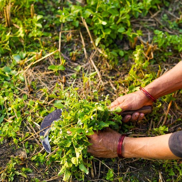 How Local Farmers Shape Our Menu 4.jpg