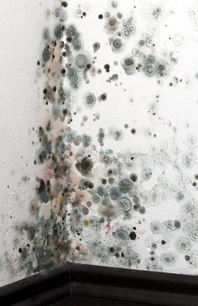 mold.png
