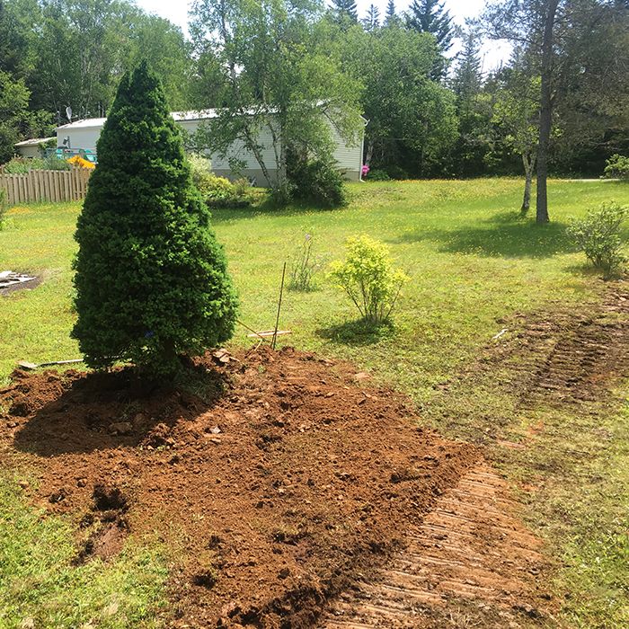 Newly planted tree in yard