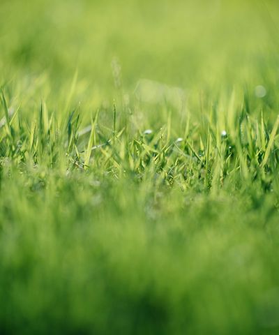 Grass Hydroseeding image