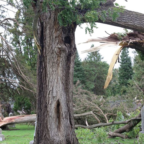 broken and downed trees