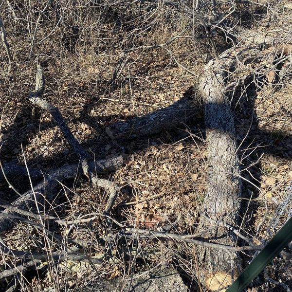 downed tree branches