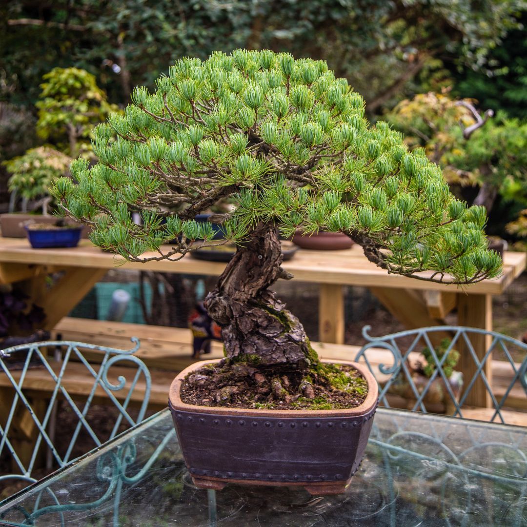 Image of a bonsai tree