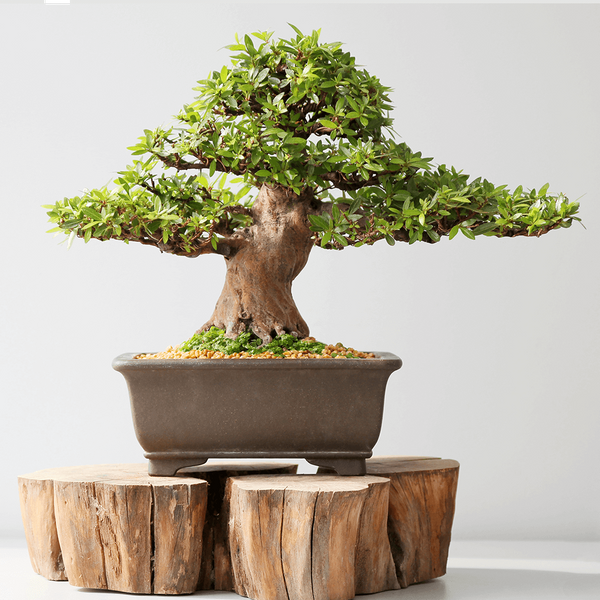 miniature bonsai