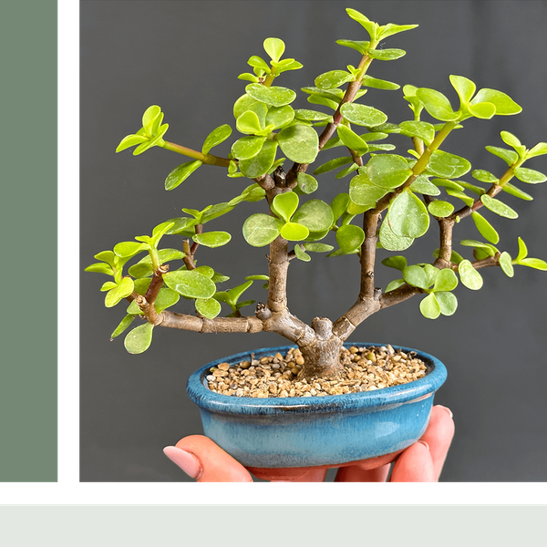 miniature bonsai