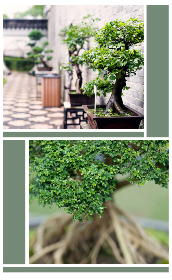 M38223 - Page Build - outdoor Bonsai  (800 × 1300 px).png