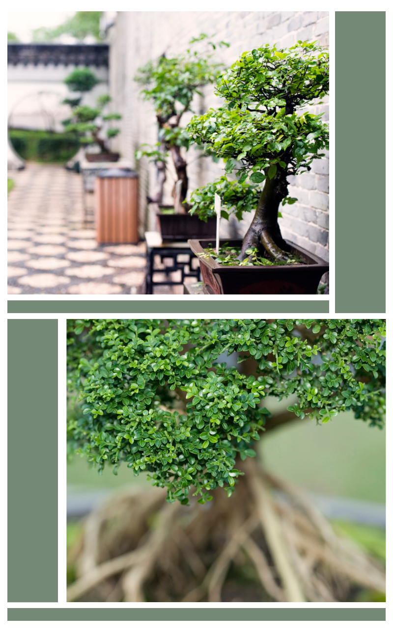 Outdoor Bonsai Tree| Under the Tiny Tree - Holistic Bonsai