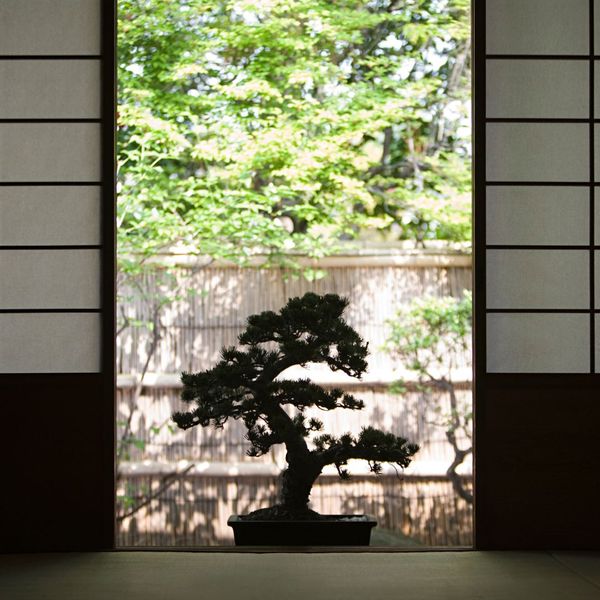 bonsai tree in doorway