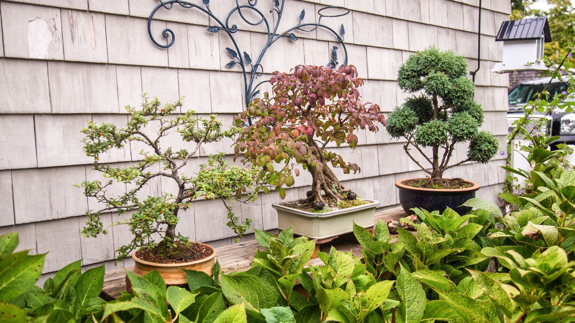 M38223 - Under the Tiny Tree - HOLISTIC BONSAI - Hero BG 2.jpg