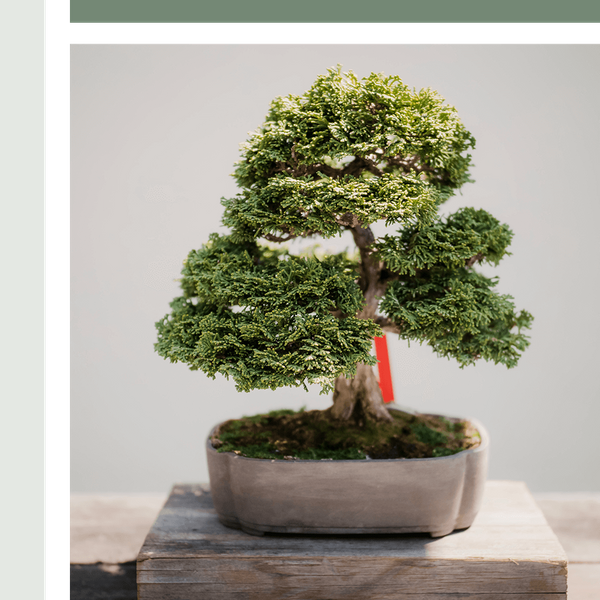 miniature bonsai
