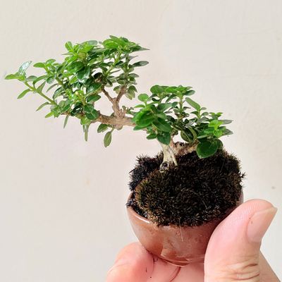 Gallery copy 2-bonsai type.jpg