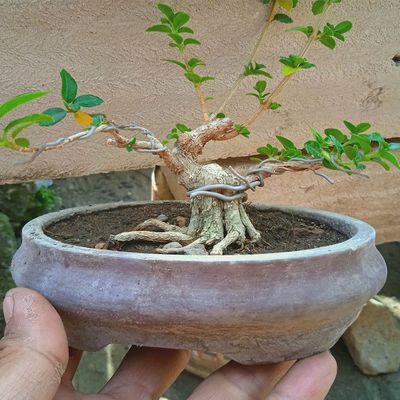 Gallery-bonsai type.jpg