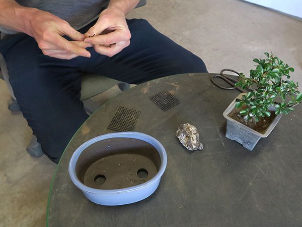 Person Repotting a Bonsai