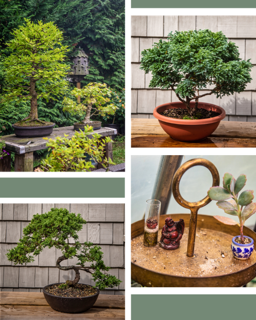 Collage of bonsai trees and succulents