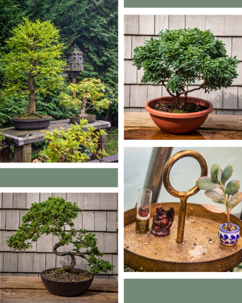 Title: Breathe Life Into Your Home with Indoor Bonsai Trees