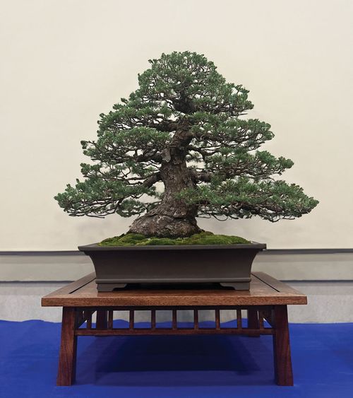Bonsai1.jpg