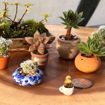Image of Succulents