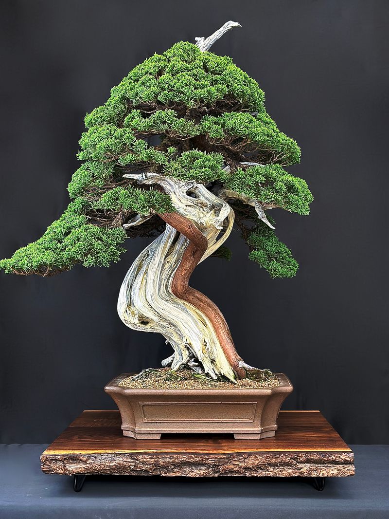 Juniper Procumbens - Bonsai Tree