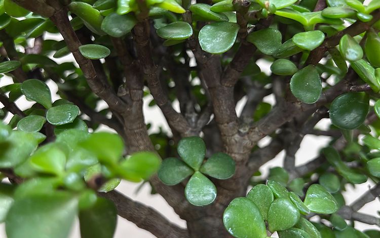 Care Instructions - Under The Tiny Tree - Holistic Bonsai