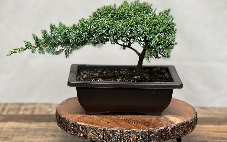 Care Instructions - Under The Tiny Tree - Holistic Bonsai
