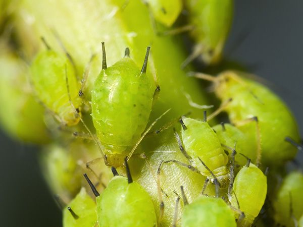 Aphids on a Plant