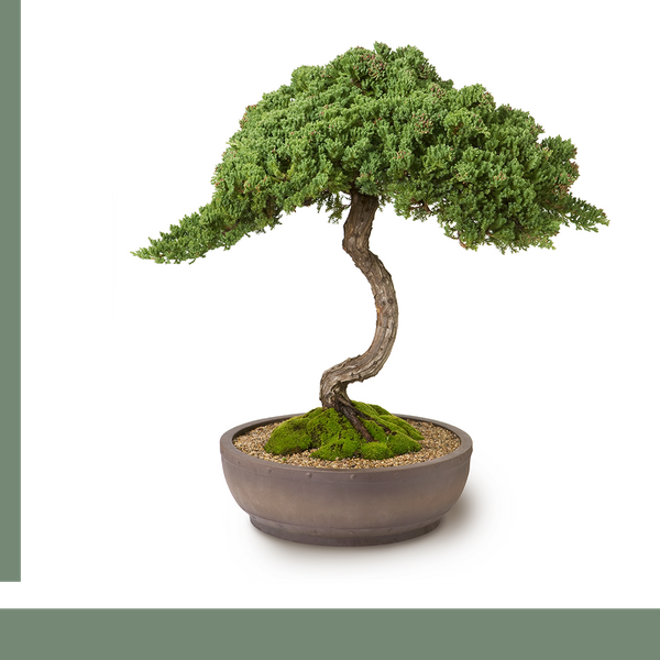 miniature bonsai