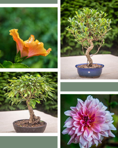 Collage of bonsai trees and tree flowers blooming