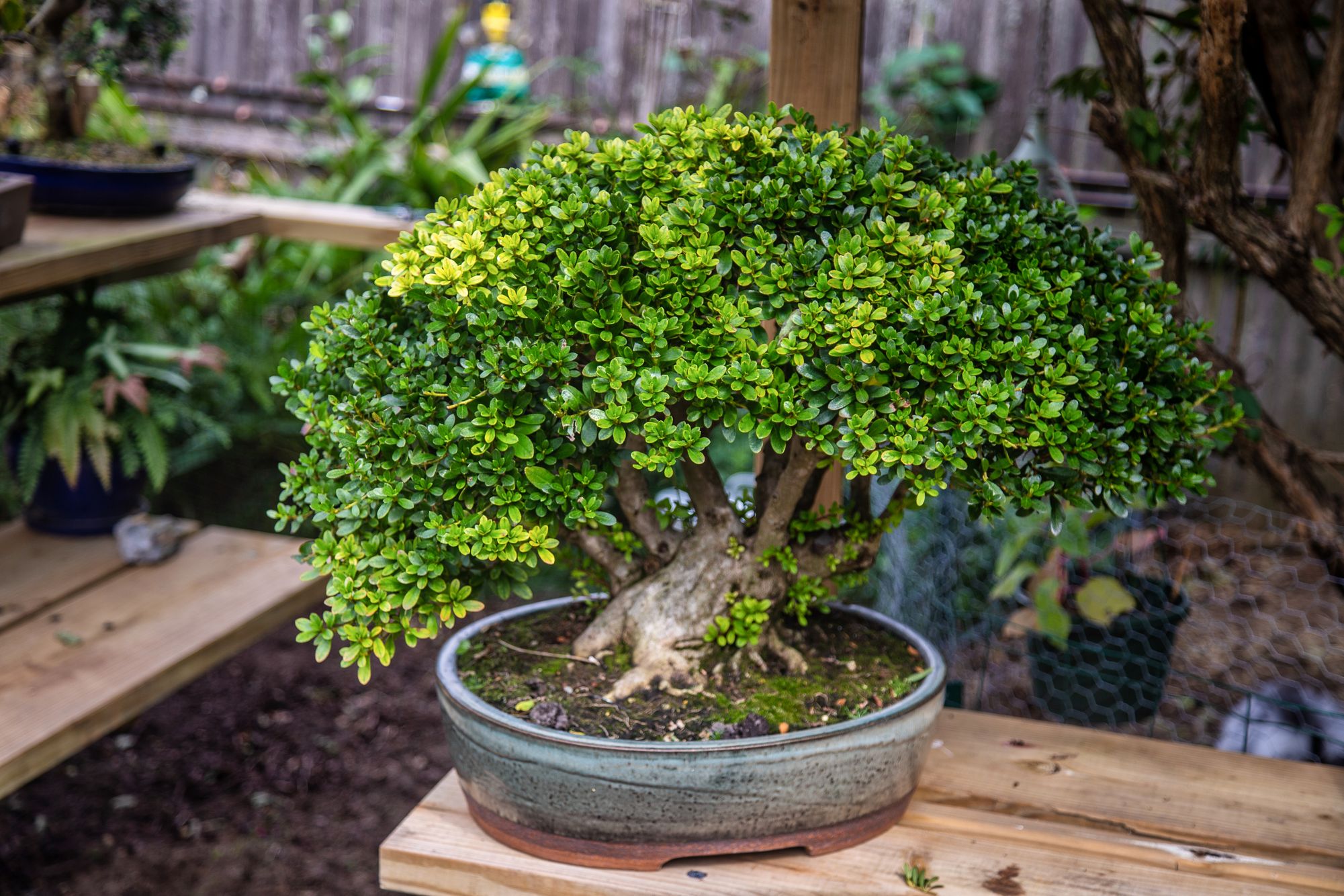 Bonsai220925-57.jpg