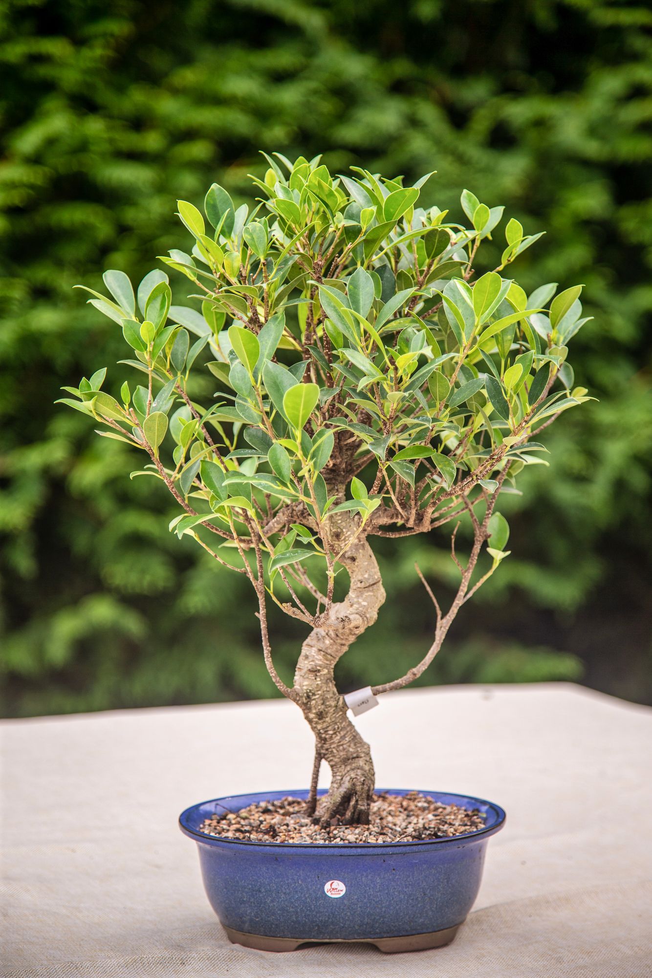Bonsai220925-97.jpg