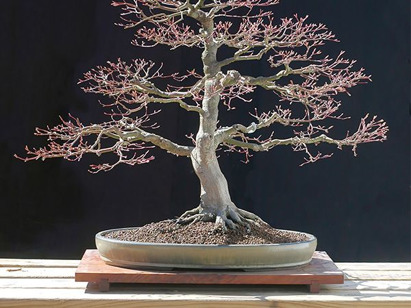 Bonsai that Dropped its Leaves