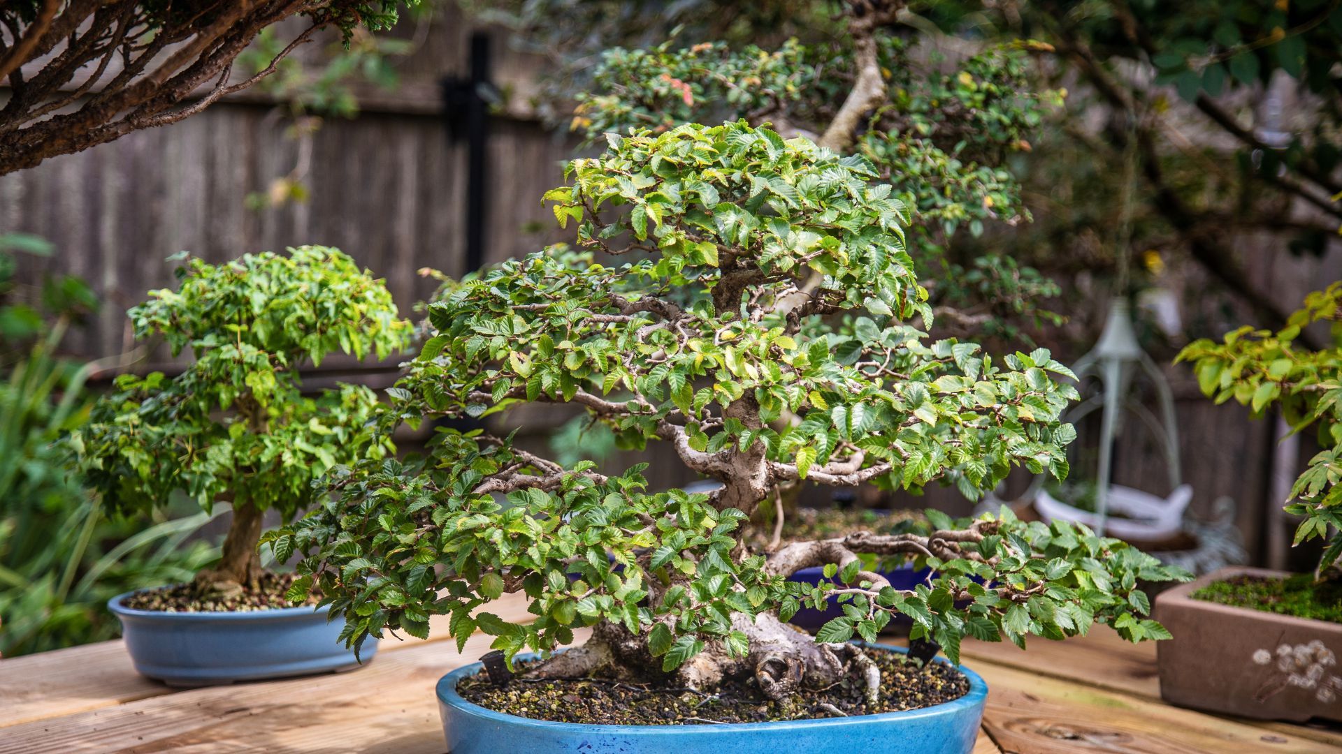 M38223 - Under the Tiny Tree - HOLISTIC BONSAI - Hero BG 13.jpg