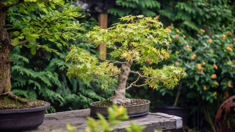 Gallery - Holistic Bonsai