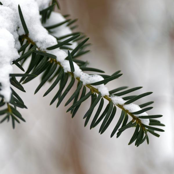 snow on a pine tree