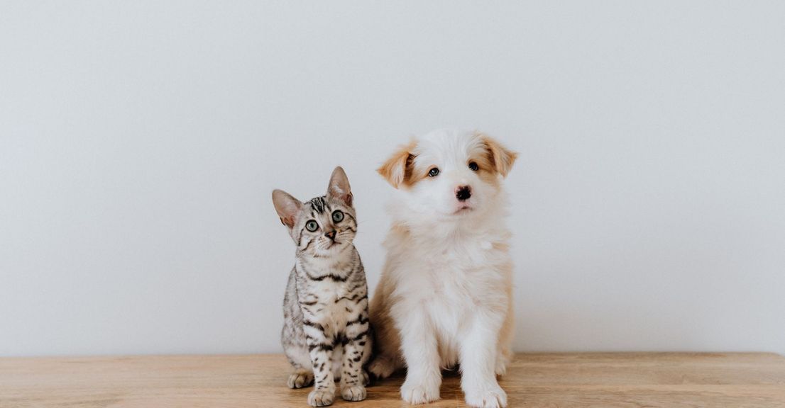 M28555 - May 2023 - Blitz - Furry Friends - Hero.jpg