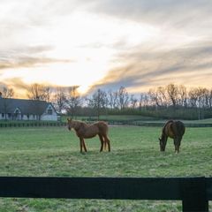 horses at a property near Nicholasville