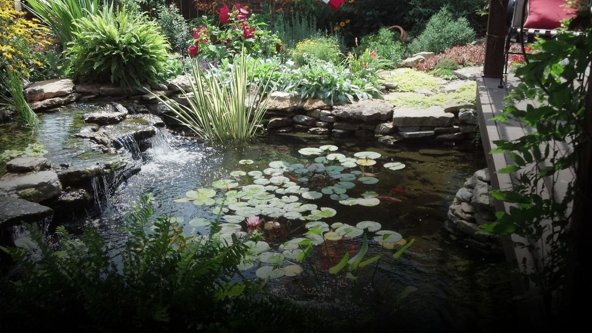 natural looking pond installation with lush plants