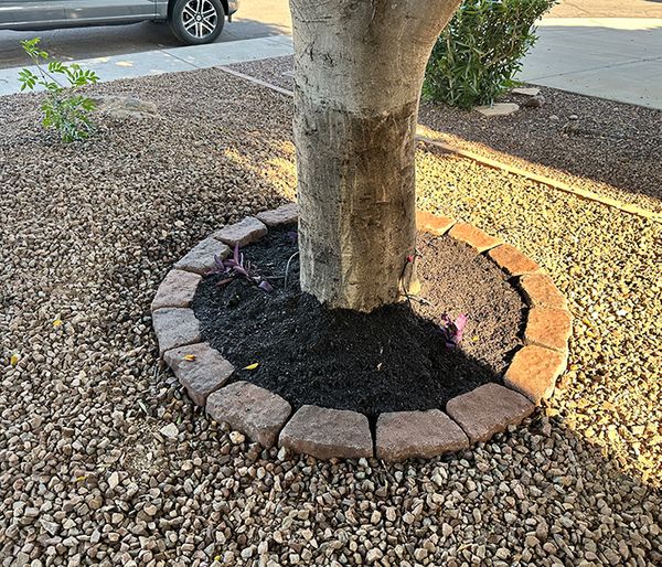 Closeup of gravel surrounding a tree