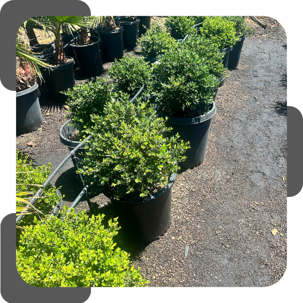 Tree & Shrub Planting1.png