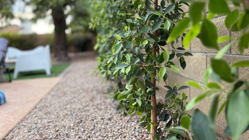 A close-up, shallow depth of field shot shows lush green leaves of a young plant along a brick wall, with a path of fine gravel leading back to a blurred white lounge chair.