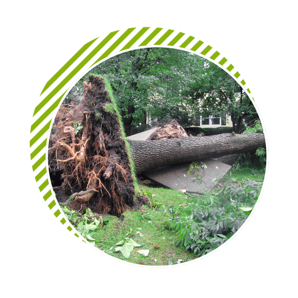 uprooted tree uprooted tree