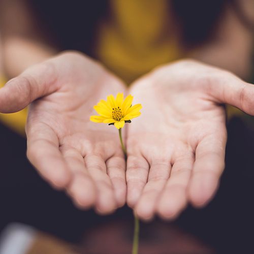 close up of hands holding a flower