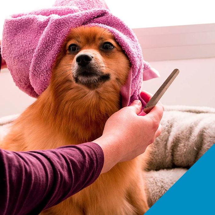 dog grooming dog grooming