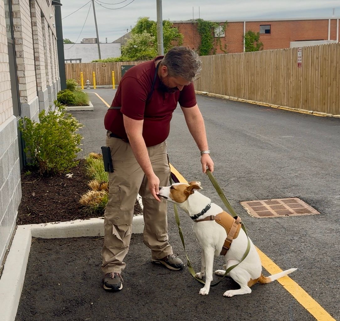 Dog Training