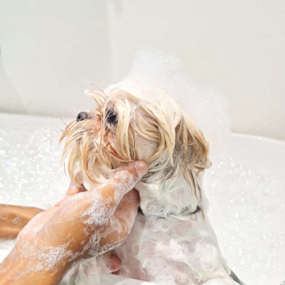 dog with bubbles on head 