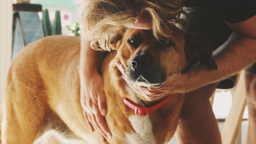 person hugging a dog