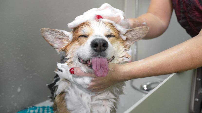 Corgi in the bath 