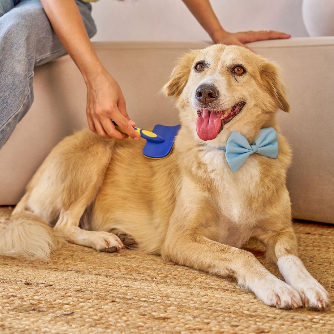 brushing a dog at home with bowtie 